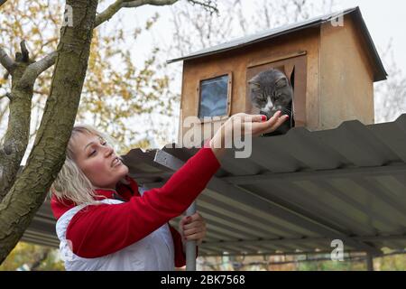 Woman feeds from the palm of a gray cat sitting in her wooden house. Stock Photo