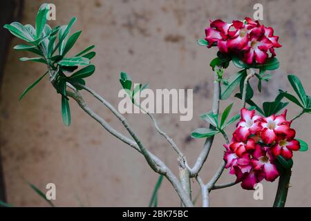 Adeniunm obesum flower, Desert rose shaded magenta/red/pink and white potted in earthen plant houseplant in temperate tropical region. stem branch wit Stock Photo