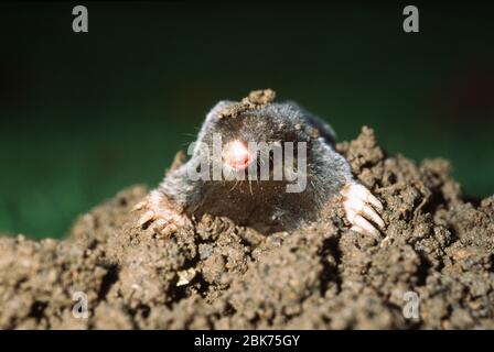 Mole emerging from mole hill UK Stock Photo