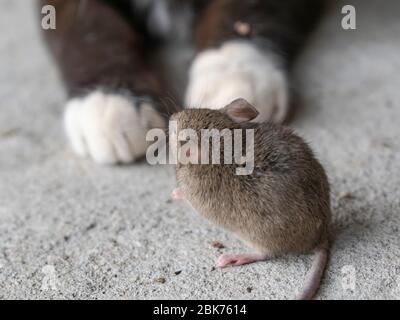 Mouse standing in front of a cat and looking at her. Close up mouse and cat. Animals food chain Stock Photo