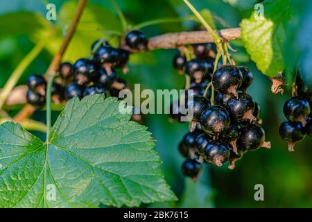 A bunch of blackurrant browing on a branch in organic farming, scientific name: ribes nigrum in the family Grossulariaceae Stock Photo