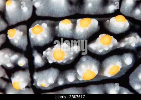 Detail of a Phyllidia nudibranch found on a healthy coral reef in Raja Ampat, Indonesia. This region is known for its high marine biodiversity. Stock Photo