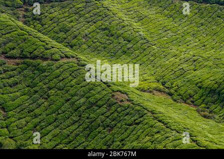 Tea plantation at the Cameron Highlands in Malaysia Stock Photo