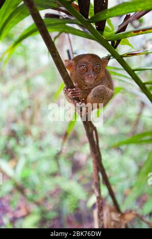 A Philippine tarsier (Carlito syrichta) on the tree at Philippine ...