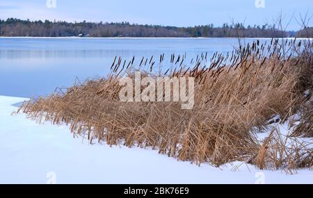 Cattails are frozen in the snow covered ice on the shore of the Otonabee River in Lakefield, Ontario, Canada. Stock Photo