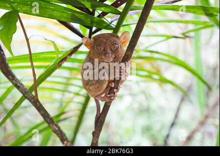 A Philippine tarsier (Carlito syrichta) on the tree with one eye open ...