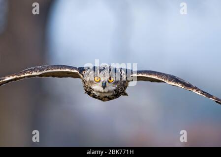 Eagle Owl Bubo bubo Glos UK (controlled) Stock Photo
