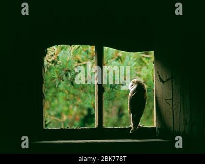Barn Owl, Tyto alba, peering from nest site in derelict barn, UK, summer Stock Photo