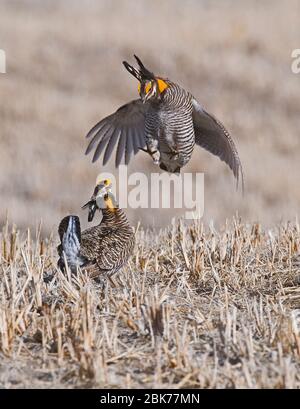 Greater Prairie-Chicken Tympanchus cupido fighting on lekking ground in the Sandhills Nebraska USA April Stock Photo