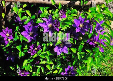 Clematis is a genus of about 300 species within the buttercup family, Ranunculaceae. Their garden hybrids have been popular among gardeners.