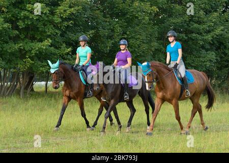 Three riders hacking on German horses Stock Photo