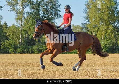 Rider on back of a Westphalian horse galloping in a stuble field Stock Photo