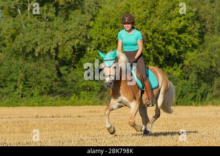Rider on back of a Haflinger horse galloping  in a stuble field Stock Photo