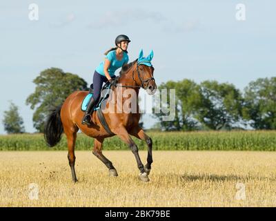 Cantering in a stubble field Stock Photo