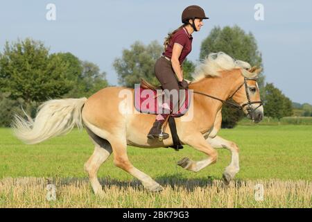 Rider on back of a Haflinger horse riding in a stubble field Stock Photo