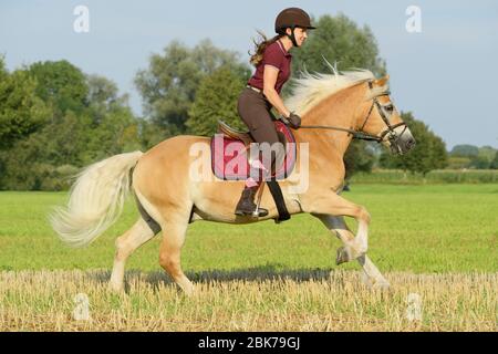 Rider on back of a Haflinger horse riding in a stubble field Stock Photo