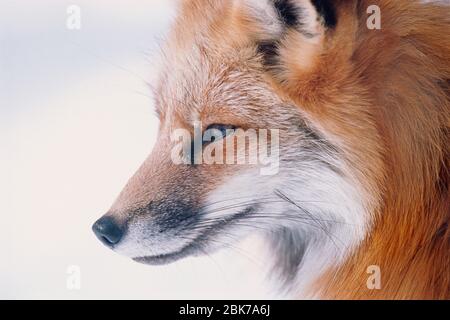 Fox Vulpes vulpes in winter coat Finland Stock Photo