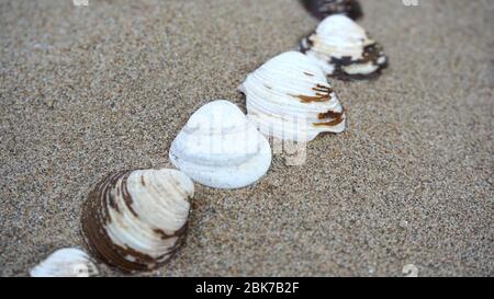 Shells lying in the sand, shells on the beach Stock Photo