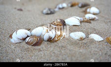 Shells lying in the sand, shells on the beach Stock Photo