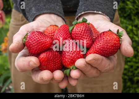 Strawberry picking Stock Photo