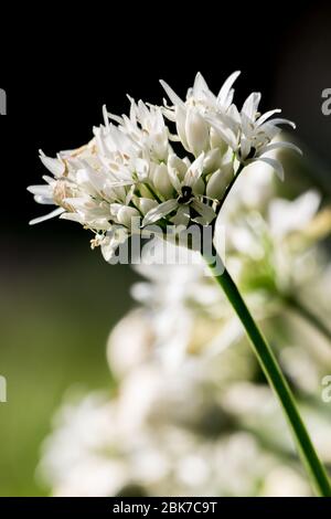 Wild garlic growing in woodland in a natural setting, close uo shot of garlic flower and edible plant suitable for foraging Stock Photo