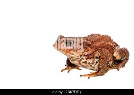 Isolated eye level image against white background of common toad, Bufo bufo. Stock Photo