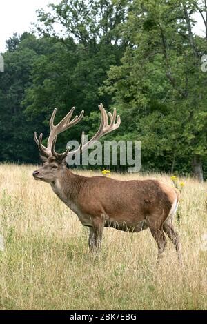 DEER FAMILY IN ARDENAY FOREST Stock Photo