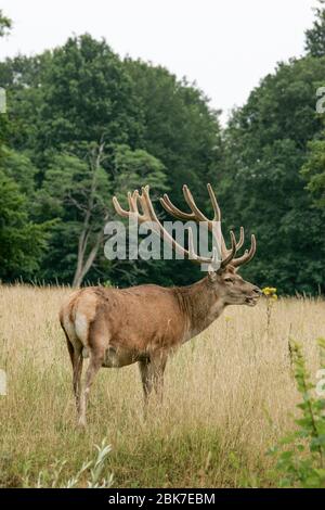 DEER FAMILY IN ARDENAY FOREST Stock Photo