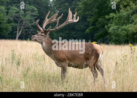 DEER FAMILY IN ARDENAY FOREST Stock Photo