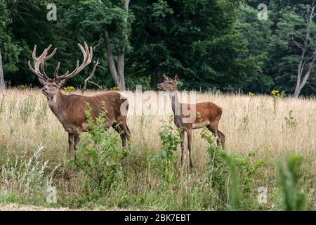 DEER FAMILY IN ARDENAY FOREST Stock Photo