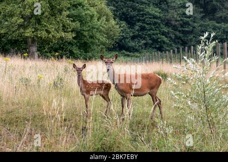 DEER FAMILY IN ARDENAY FOREST Stock Photo