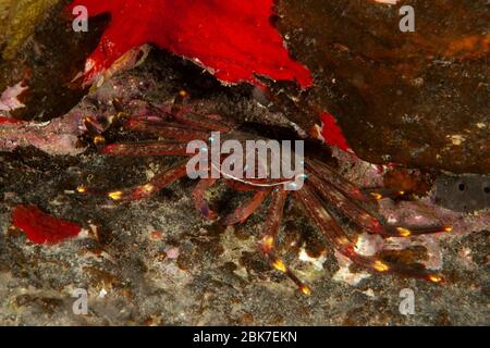 Klippenkrabbe (Grapsus adscensionis), Ostatlantik, Kanarische Inseln, Spanien
