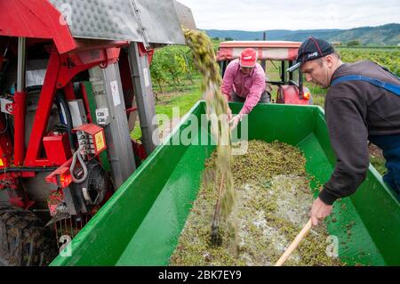 Farm workers in vineyard in Piesport, The Mosel, Germany unloading the newly picked grapes from the harvester into in a trailer  . Stock Photo