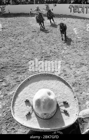 Mexican cowboys participating in one of the events of a 'charreria' that is about to catch a bull with a lasso and knocking it down.  Charrerias are t Stock Photo