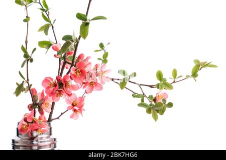 sakura flowers isolated on white background Stock Photo - Alamy