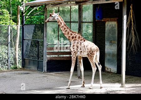 Rhenen, Netherlands. 02nd May, 2020. RHENEN, 02-05-2020 Ouwehands Dierenpark . Dutch Zoo, dierenpark . Giraffe Credit: Pro Shots/Alamy Live News Stock Photo