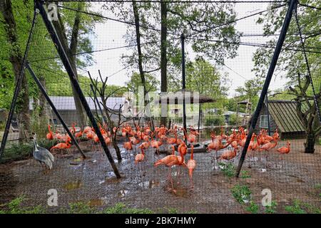 Rhenen, Netherlands. 02nd May, 2020. RHENEN, 02-05-2020 Ouwehands Dierenpark . Dutch Zoo, dierenpark . Flamengo Credit: Pro Shots/Alamy Live News Stock Photo