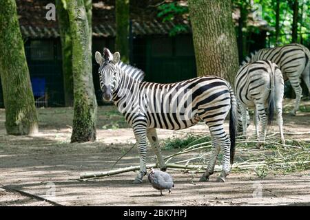 Rhenen, Netherlands. 02nd May, 2020. RHENEN, 02-05-2020 Ouwehands Dierenpark . Dutch Zoo, dierenpark . Zebra Credit: Pro Shots/Alamy Live News Stock Photo