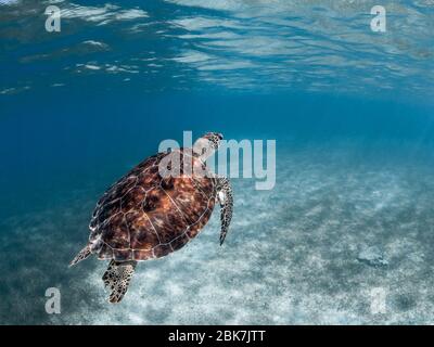 Green turtle swimming to surface in blue water. Stock Photo
