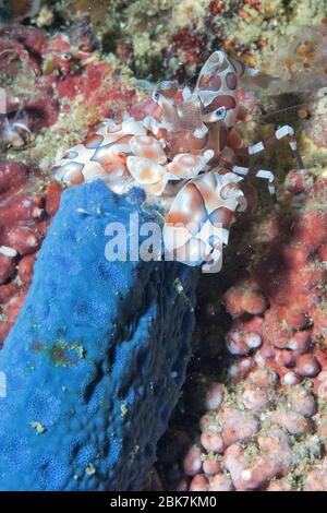 Harlekingarnele (Hymenocera picta) frisst Blauen Seestern (Linckia laevigata), Andamanensee, Thailand Stock Photo