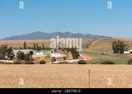 Caledon, Western Cape, South Africa. 2019 .Wheat and sheep farming along the N2 highway and Garden Route close to Calendon, Stock Photo