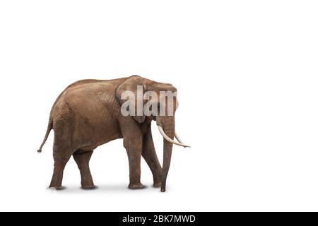 African elephant isolated on white background. Side view of wild animal. Stock Photo