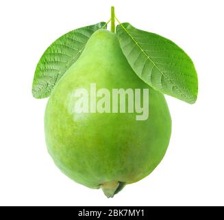 Isolated guava. One green guava fruit hanging on a stem with leaves isolated on white background Stock Photo