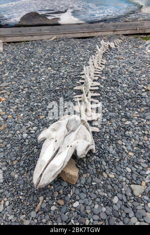 Whale skull and backbone skeleton on the Stokksnes peninsula near Höfn, Iceland. Stock Photo