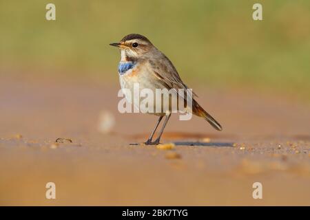 A first winter male Red-spotted Bluethroat (Luscinia svecica) in the UK Stock Photo