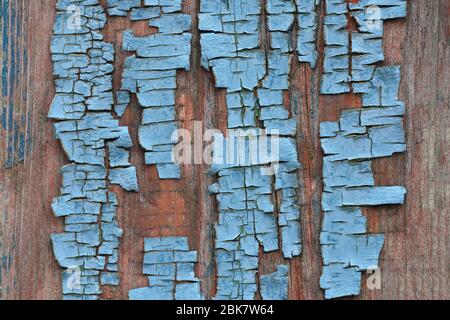 Old blue cracked paint on a aged brown wood background. texture of pieces of dried old paint on board. Blue Natural Stencil. Rustic Decorative Effect Stock Photo