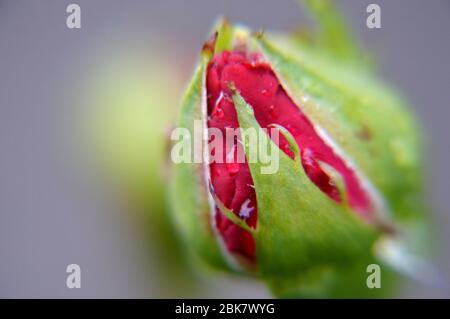 Close up  macro rain drops on bud red roses Stock Photo