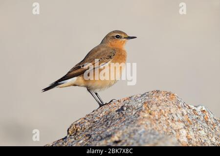 A migrating first-winter Northern Wheatar (Oenanthe oenanthe) on St Mary's, Isles of Scilly, England in October Stock Photo