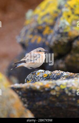 A migrating first-winter Northern Wheatar (Oenanthe oenanthe) on St Mary's, Isles of Scilly, England in October Stock Photo