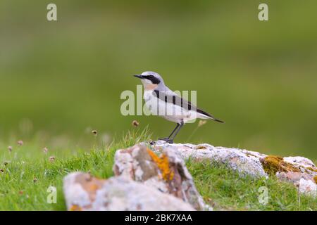 A breeding plumage adult male Northern Wheatear (Oenanthe oenanthe) of the nominate race on the Isle of Noss, Shetland, UK Stock Photo